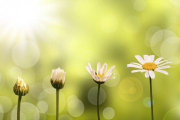 Croissance d'une pâquerette, fond nature et soleil