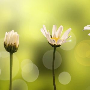 Croissance d'une pâquerette, fond nature et soleil